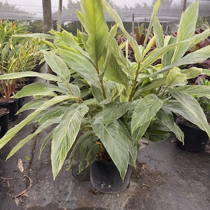 May include: A potted plant with large, green leaves featuring white stripes. The plant is in a black pot and appears to be in a greenhouse setting. Other plants are visible in the background, suggesting a nursery or garden center.