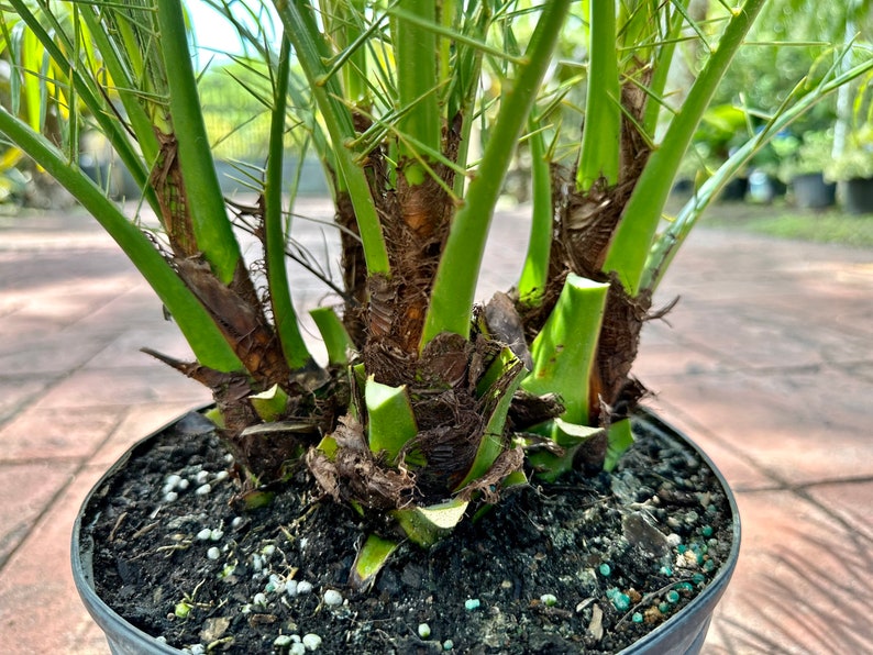 Roebelenii palm, multi trunk, 10 pot Ask me for Ground Ship if high ship price at checkout image 5