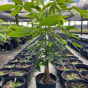 Money tree - Pachira. 10”pot,