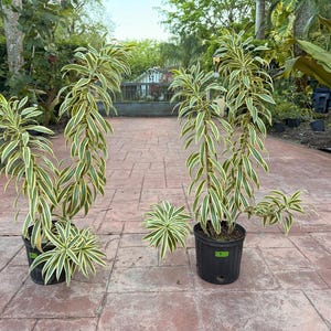 May include: Four Dracaena plants in black pots. The plants have long, green and yellow striped leaves. The plants are on a brick patio with a background of green foliage and a glimpse of a building.