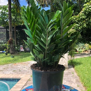 ZZ plant Zamioculcas zamiifolia, 8 pot image 1