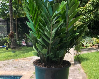 ZZ plant - Zamioculcas zamiifolia, 8” pot