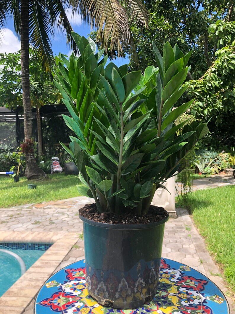 ZZ plant Zamioculcas zamiifolia, 8 pot image 1