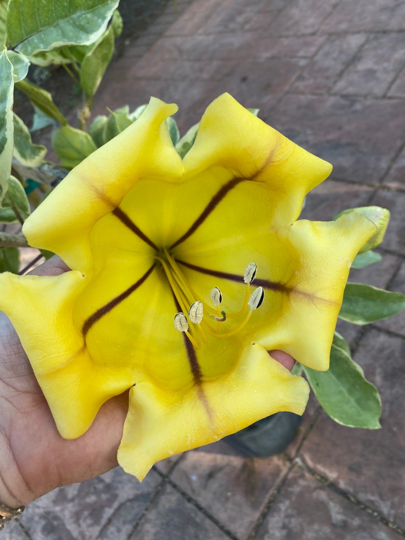 Solandra guttata, Chalice Vine,Cup of Gold, 10 pot vine/climber. On trellis. NO flower image 2