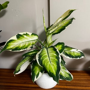 Dieffenbachia Maculata Cool Beauty, 6” pot