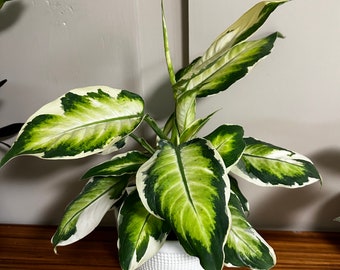 Dieffenbachia Maculata Cool Beauty, 6” pot