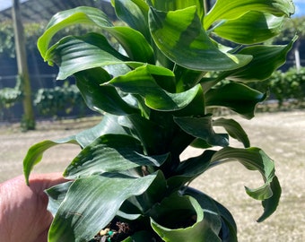 Dracaena Twister, 6" pot - unique dracaena