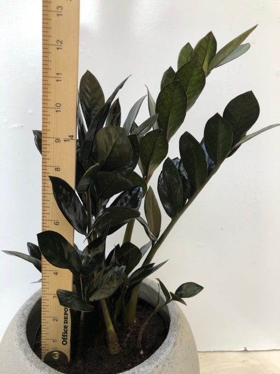 Black Zz Zamioculcas Zamiifolia Raven Etsy