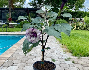 Devils Trumpet, 10”/3g pot Datura