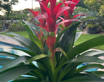 Guzmania bromeliad planting, 3 per pot. 8” pot All red colors