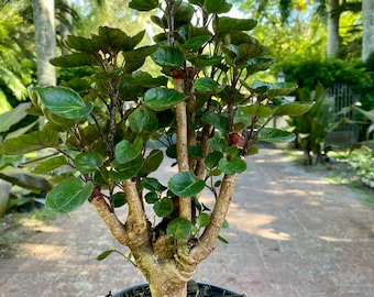 Aralia Fabian, 6” pot