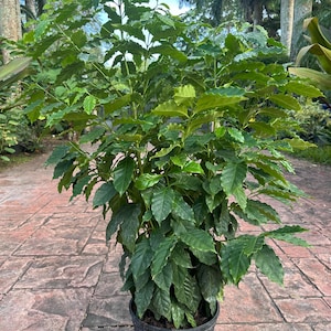 Coffee plant, Arabica, 10” pot Large/Tall