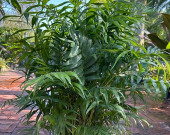 Bamboo palm, 10" pot. Chamaedorea seifrizii 48” box