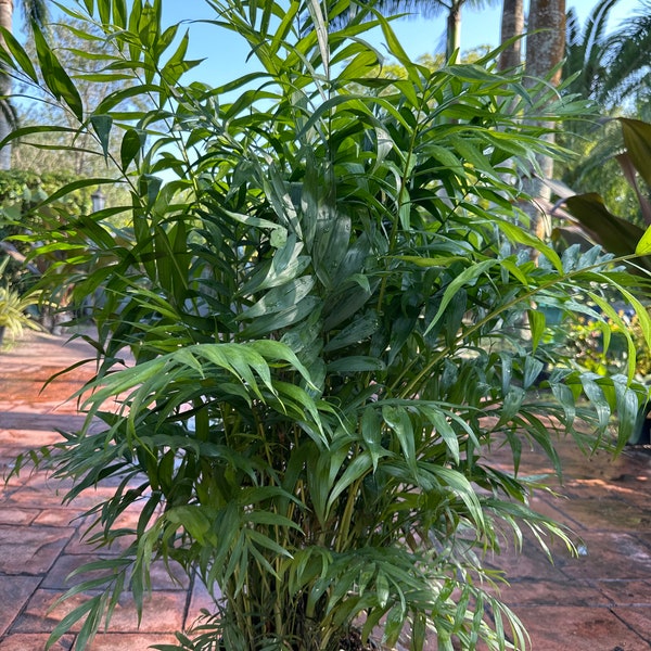 Bamboo palm, 10" pot. Chamaedorea seifrizii 48” box