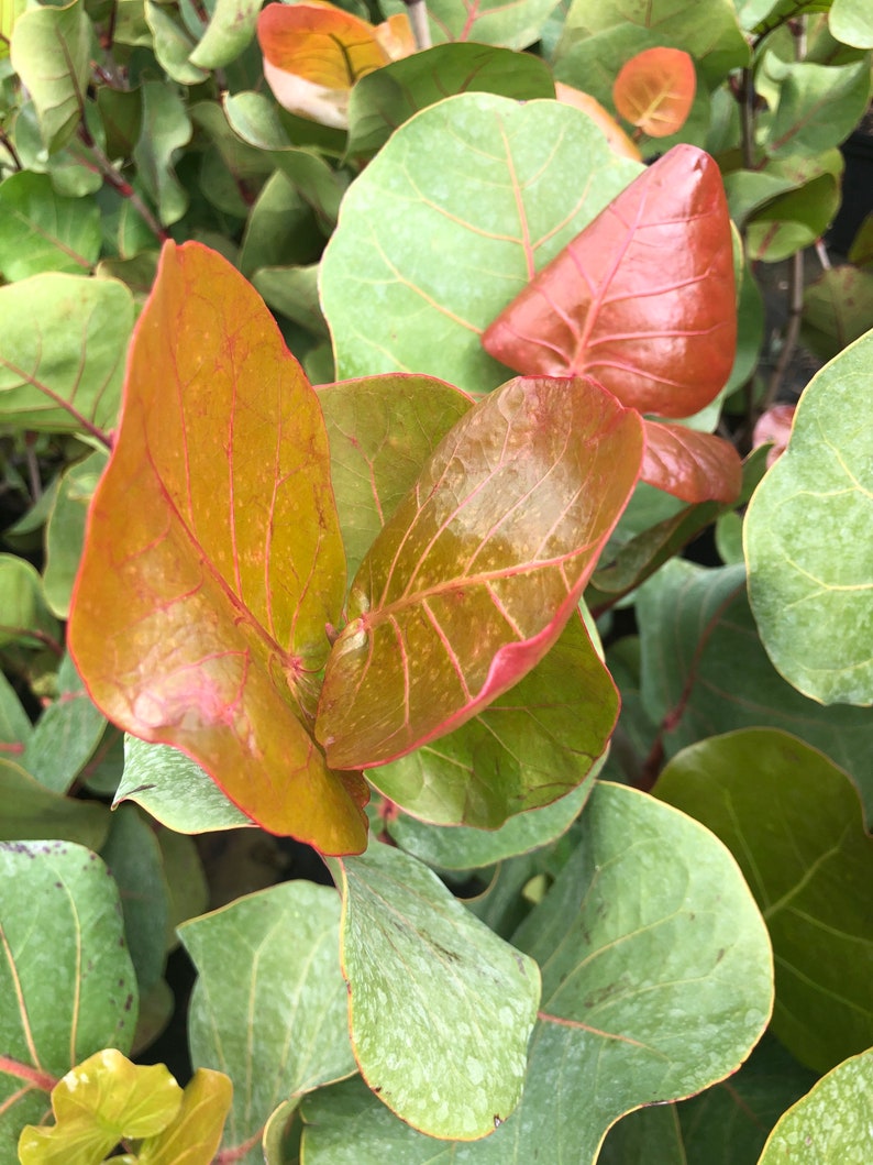 Sea grape Coccoloba uvifera, 3 G pot image 6