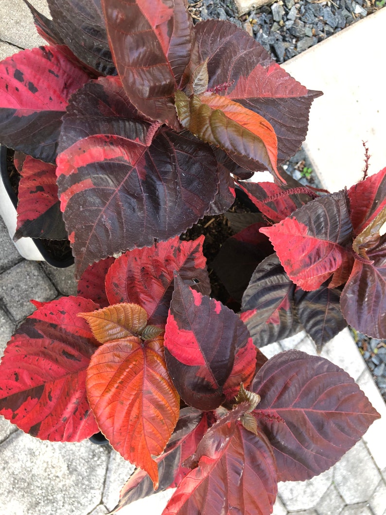 Copper plant, Copperleaf, Acalypha wilkesiana, 10 pot/3 G Red. Jacobs Coat image 2