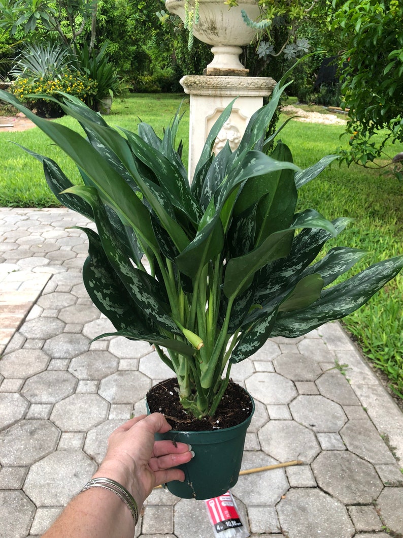  Aglaonema Shades  6 pot Etsy