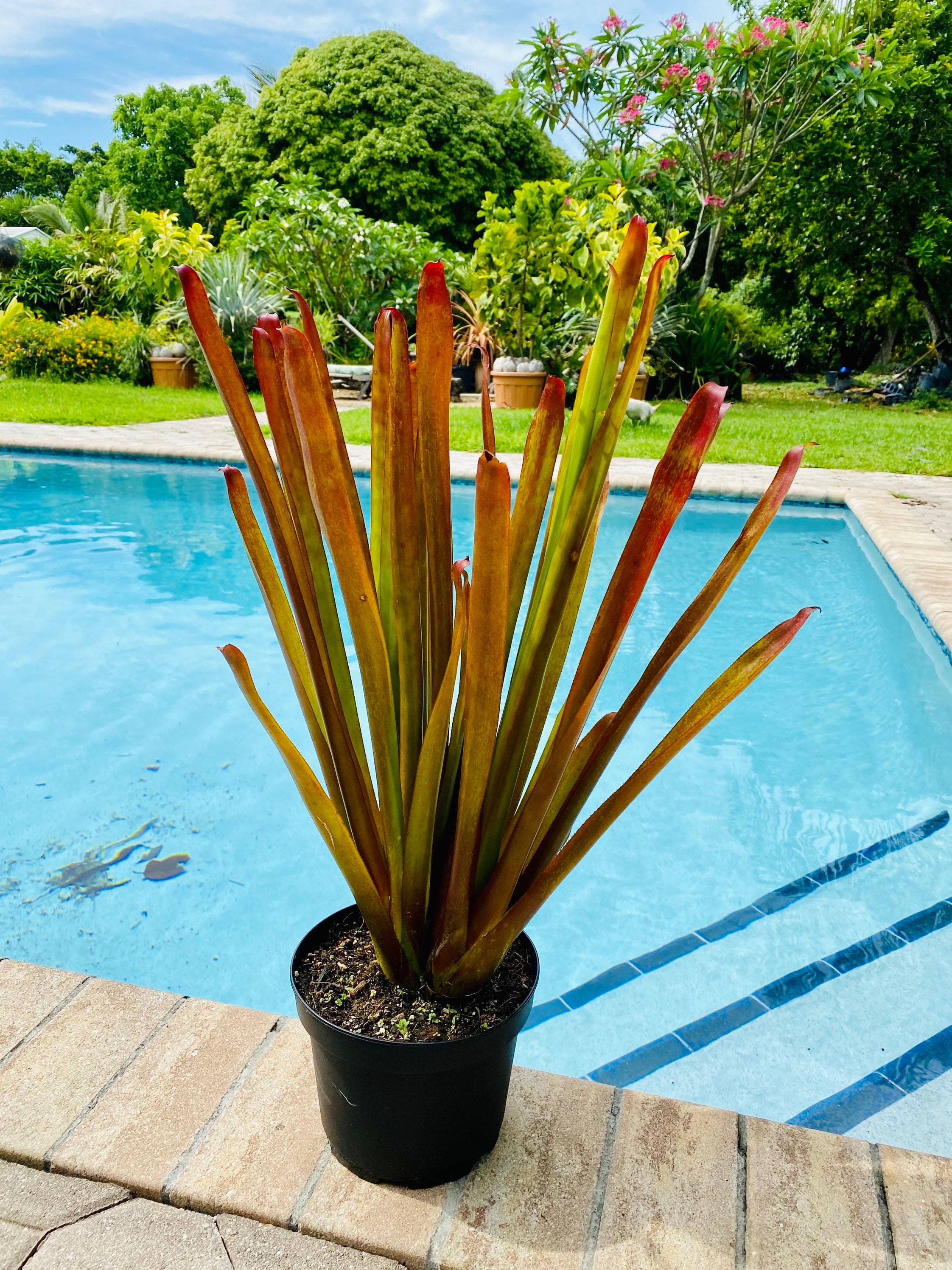 Aechmea Red Candles bromeliad 8 pot Large Etsy