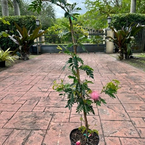 Calliandra haematocephala, Pink Powderpuff tree, 10” pot 48” box.