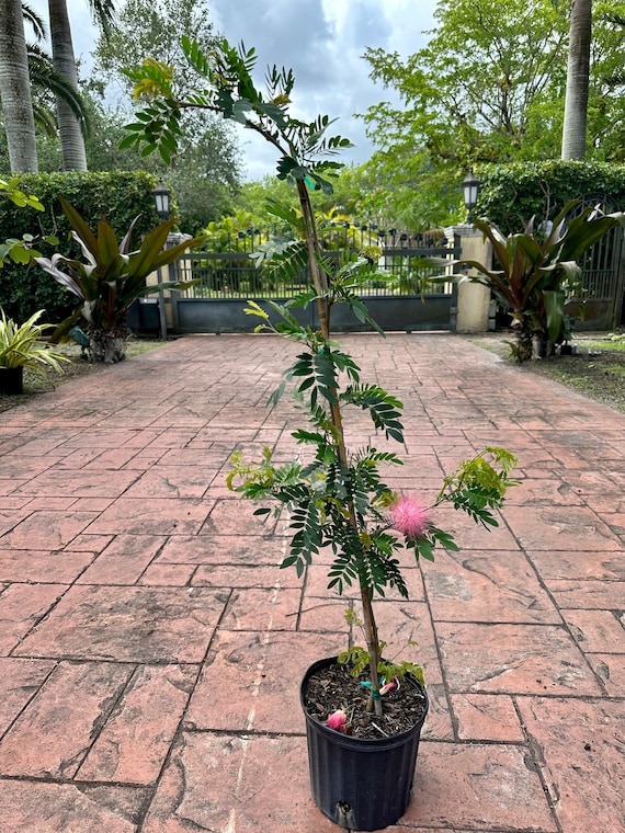 Calliandra Haematocephala, Pink Powderpuff Tree, 10 Pot 48 Box. - Etsy