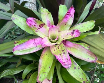 Neoregelia ‘Sibella’  bromeliad, 6” pot. First pic is actual plant. Others not in full color