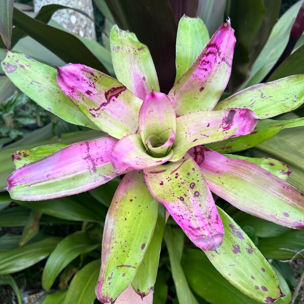 Neoregelia ‘Sibella’  bromeliad, 6” pot. First pic is actual plant. Others not in full color