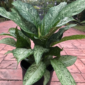May include: A potted plant with large, green leaves with white speckles. The plant is in a black plastic pot.