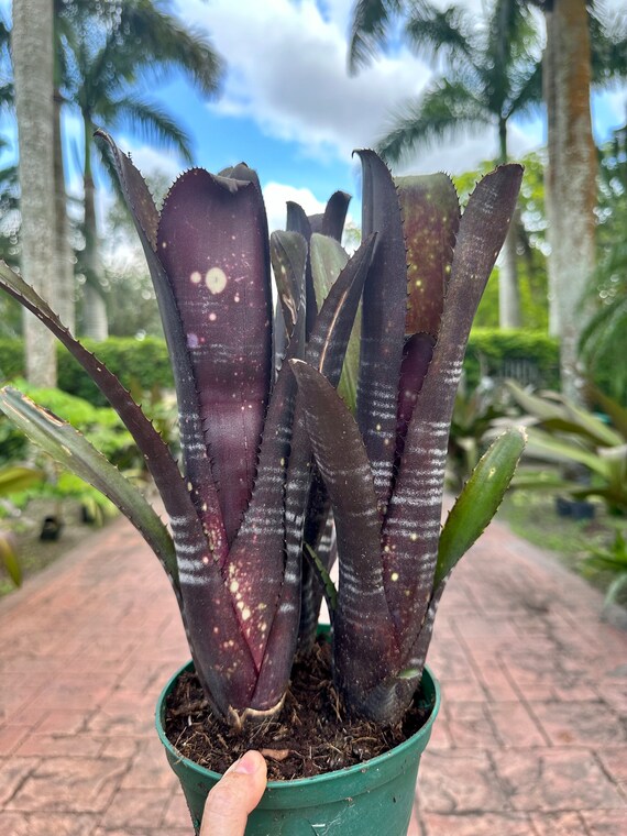 Rare Billbergia darth Vader Bromeliad 6 Pot 3 Plants per - Etsy