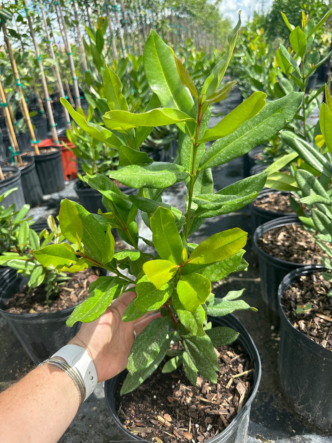 Bay Rum Tree, Pimenta Racemosa, 10 Pot Etsy