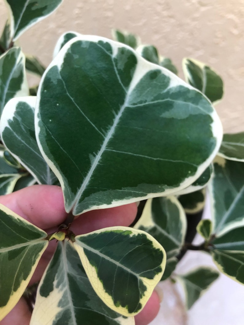 Variegated Ficus natalensis ficus triangularis, 6 pot Tree form. image 3