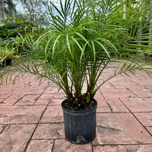 Roebelenii palm, multi trunk, 10 pot Ask me for Ground Ship if high ship price at checkout image 1