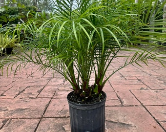 Roebelenii palm, multi trunk, 10” pot - Ask me for Ground Ship if high ship price at checkout