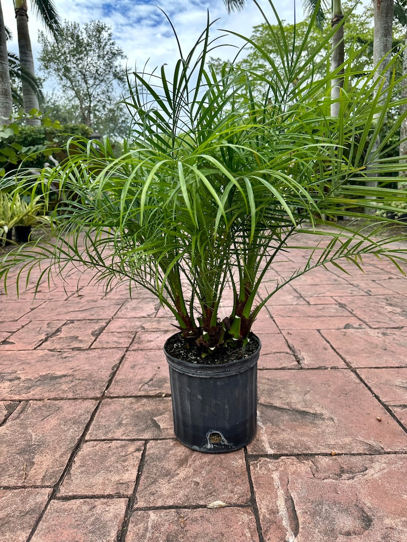 Roebelenii palm, multi trunk, 10 pot Ask me for Ground Ship if high ship price at checkout image 1