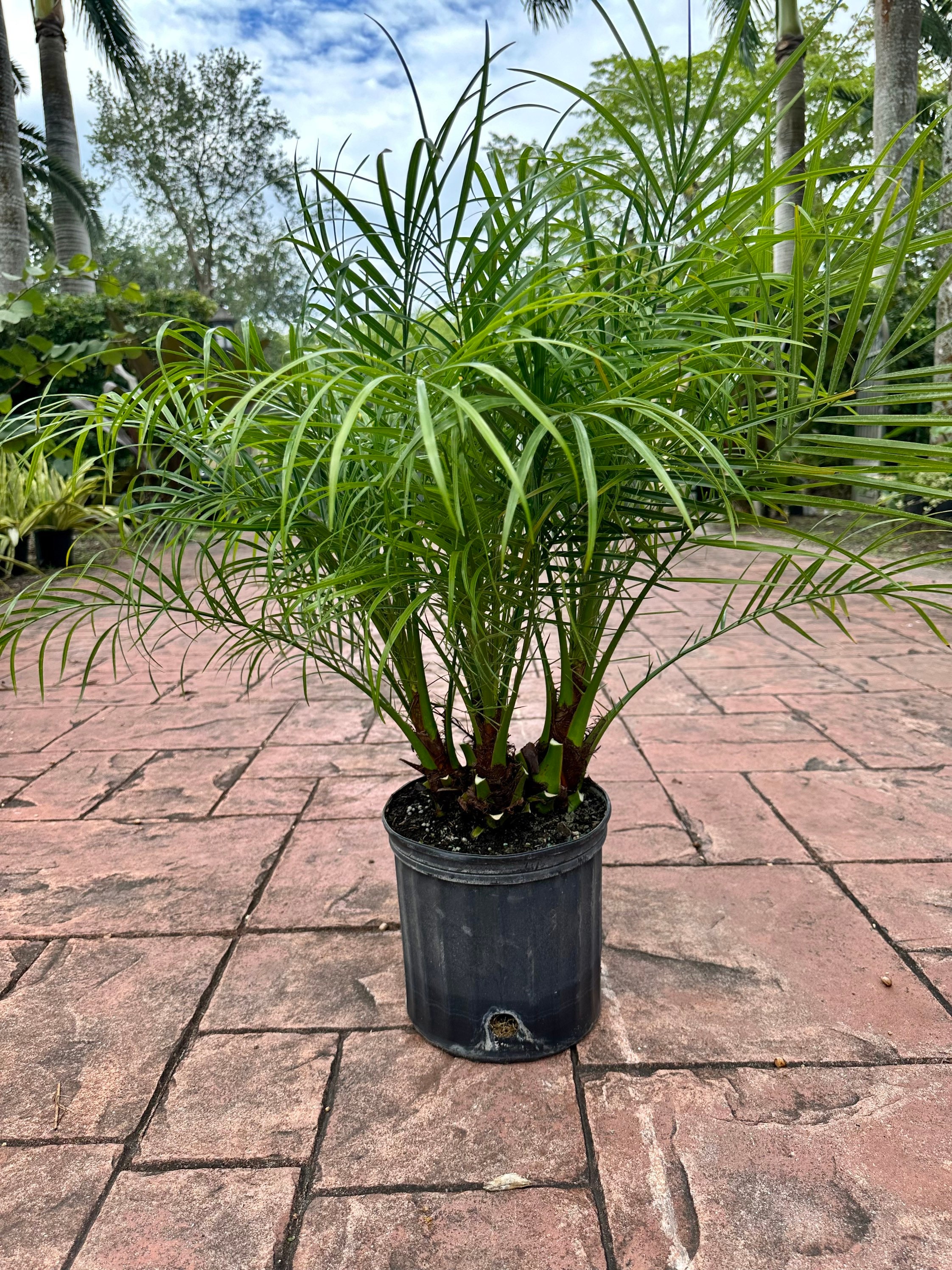 billietiae philodendron price Philodendron billietiae Aroid – Let's Grow Florida