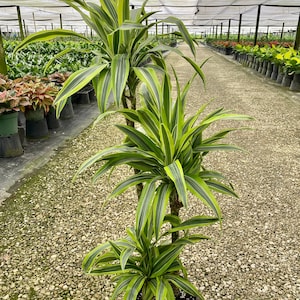 Dracaena Gold Star Plant - Etsy