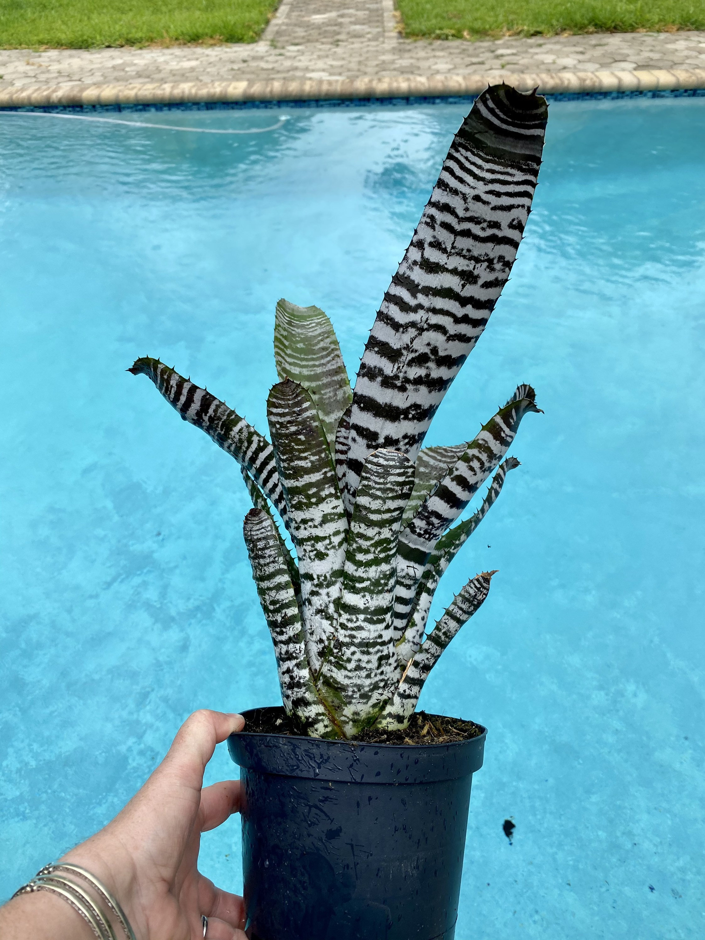 Aechmea 'Chantinii DeLeon' Black bromeliad, 6” pot. - Etsy 日本