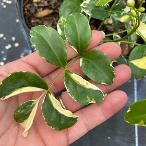 Variegated Pandorea jasminoides rosea, 10 pot vine/climber on trellis image 3