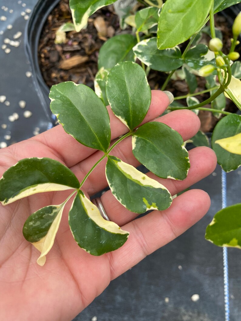 Variegated Pandorea jasminoides rosea, 10 pot vine/climber on trellis image 3