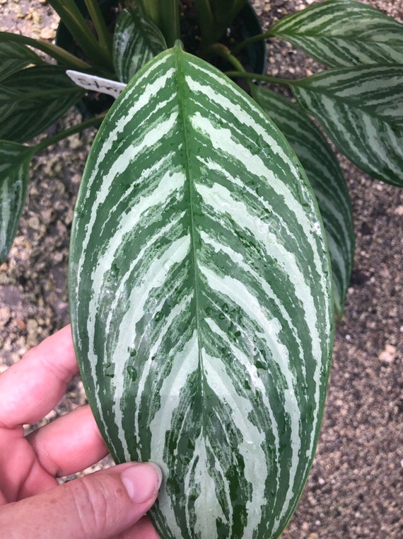 Aglaonema Stripes, 10” Pot - Etsy