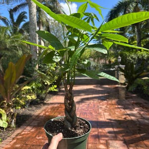 Money tree - Pachira. 6” pot Tighter braid