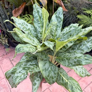 Aglaonema Peacock - Etsy