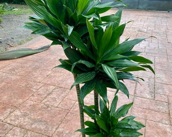 Dracaena Green Jewel, 10” pot. Staggered.  3 plants per pot