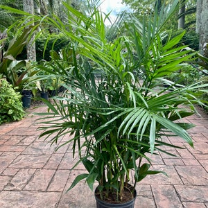 Bamboo palm, 10 pot. Chamaedorea seifrizii 60 box image 1