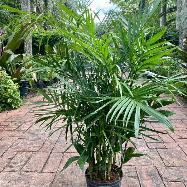 Bamboo palm, 10" pot. Chamaedorea seifrizii 60” box