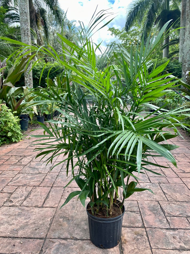 Bamboo palm, 10 pot. Chamaedorea seifrizii 60 box image 1