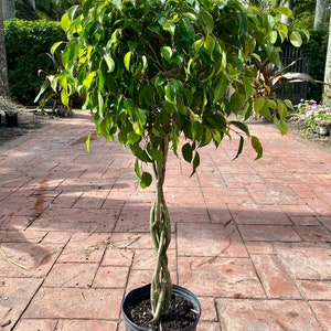 May include: A green ficus tree with a braided trunk, potted in a black plastic pot. The tree is in a patio setting with red brick pavers.