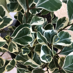 Variegated Ficus natalensis ficus triangularis, 6 pot Tree form. image 4