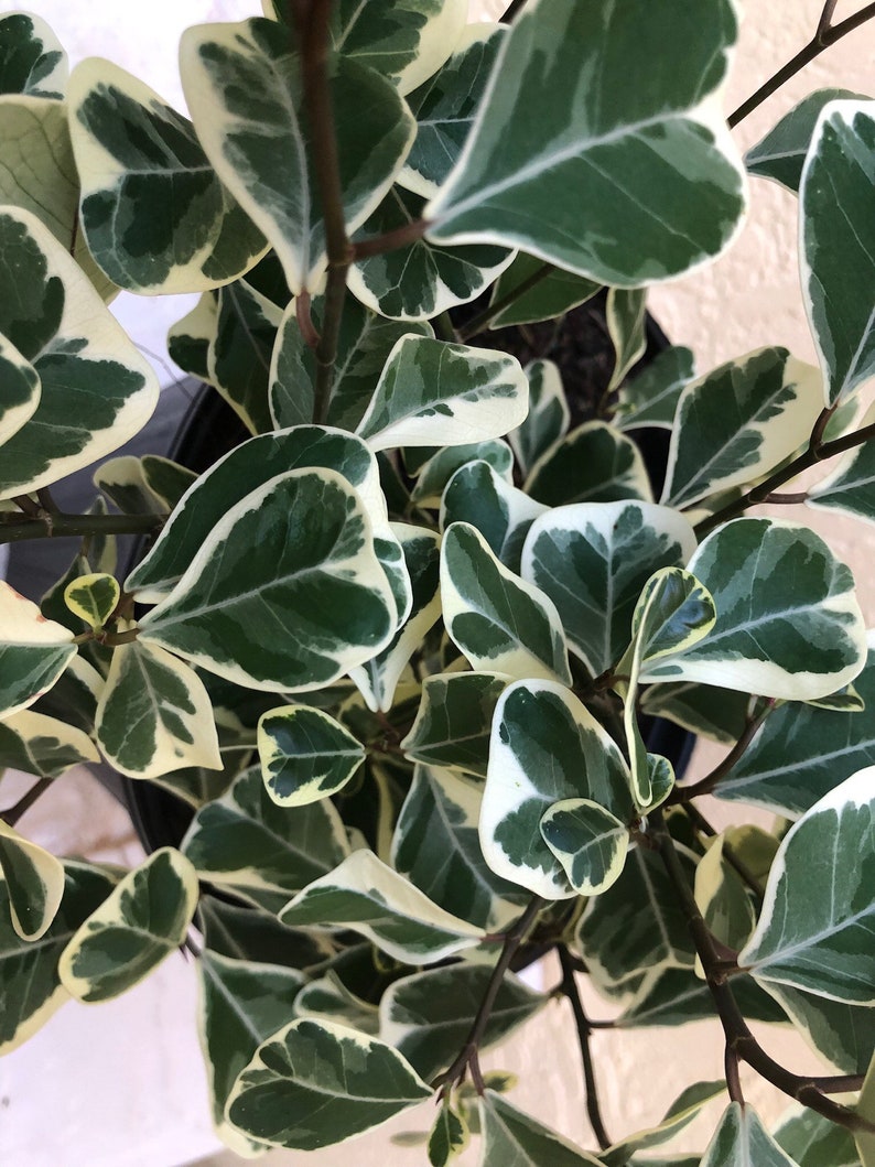 Variegated Ficus natalensis ficus triangularis, 6 pot Tree form. image 4