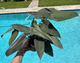 Philodendron Bloody Mary -  6” pot. Actual plant.