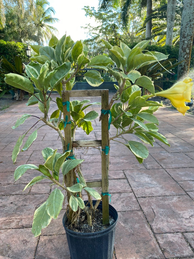 Solandra guttata, Chalice Vine,Cup of Gold, 10 pot vine/climber. On trellis. NO flower image 4